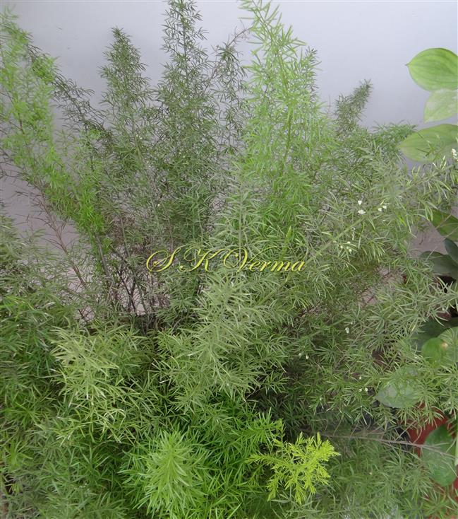  Plants